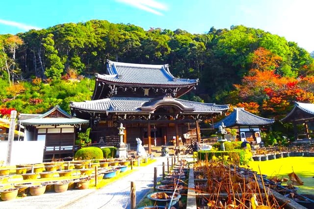 三室戶寺