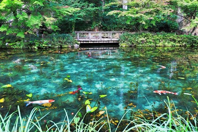 Monet's Pond