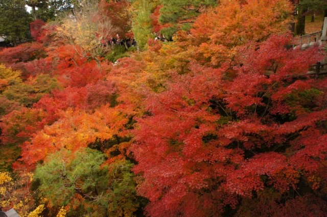 동복사 (Tofukuji)