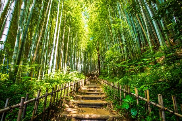 Bamboo Forest Path