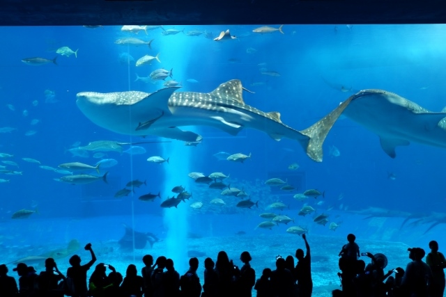 沖繩美ら海水族館